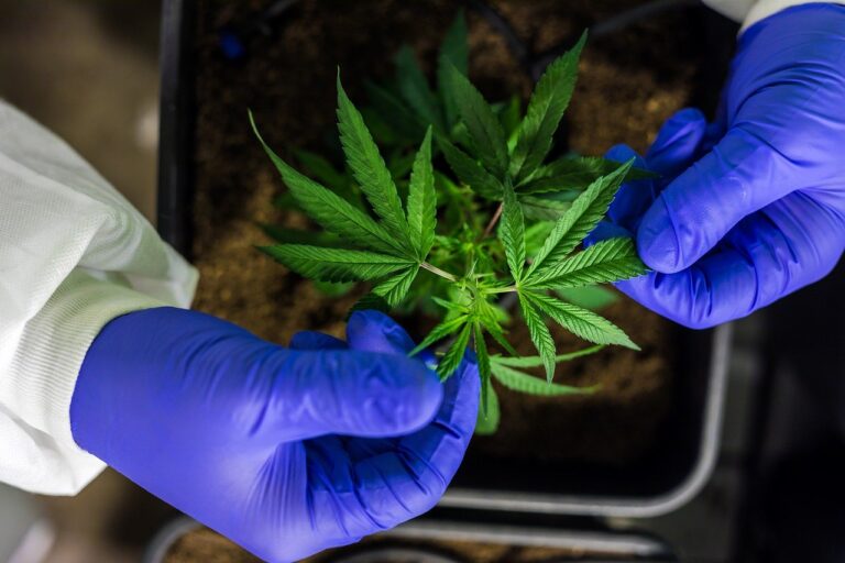 cbd-7665216_1280