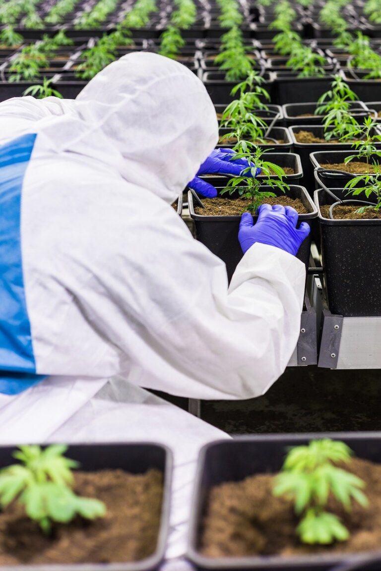 cbd-g835ac4be7_1280