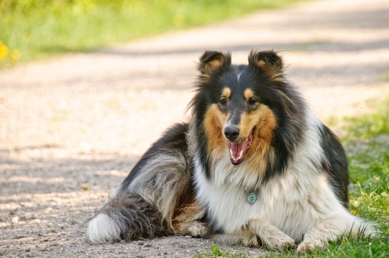 collie-817733_1280