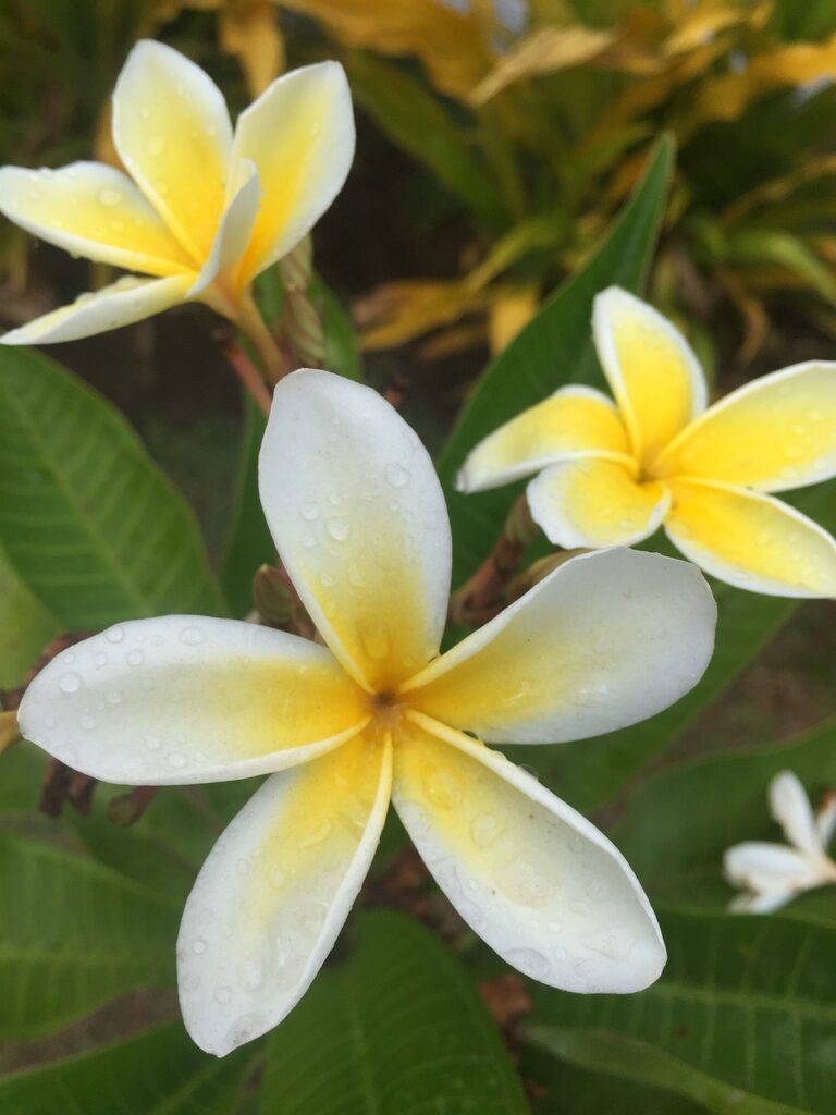 flower-1224401_1280