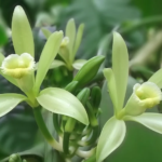 plante de vanille