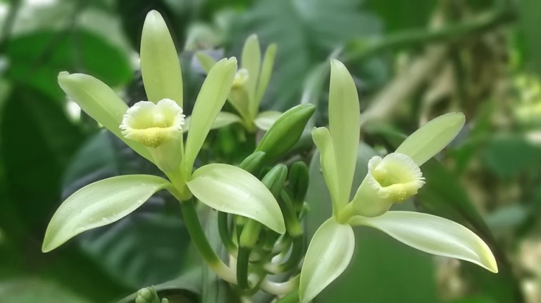 plante de vanille