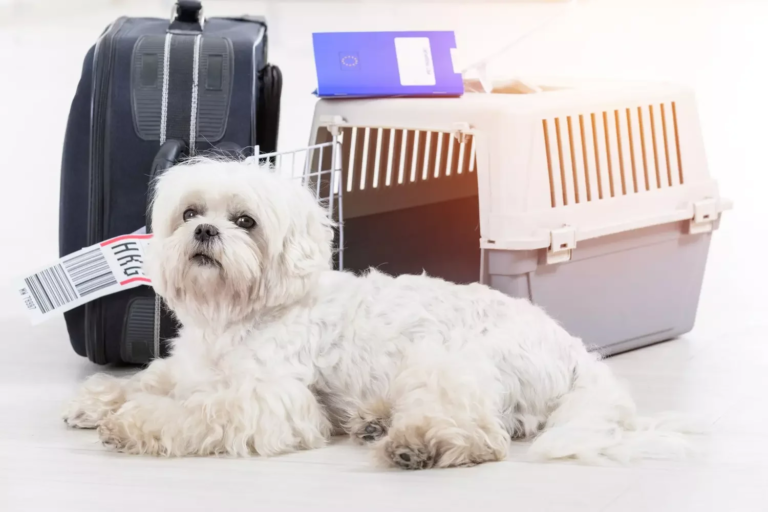 chien en voyage