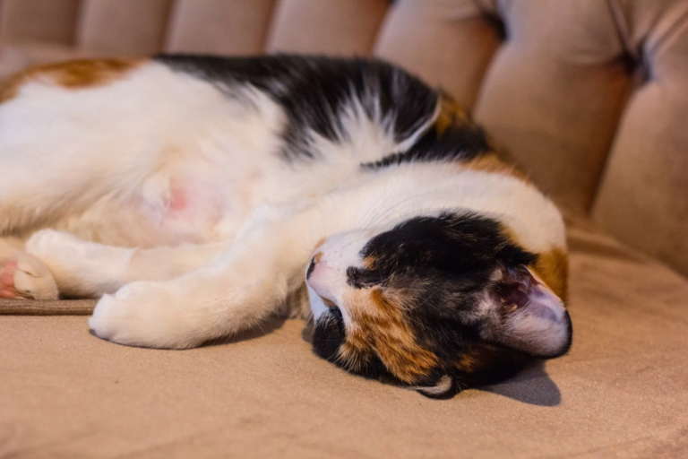 chat dormir