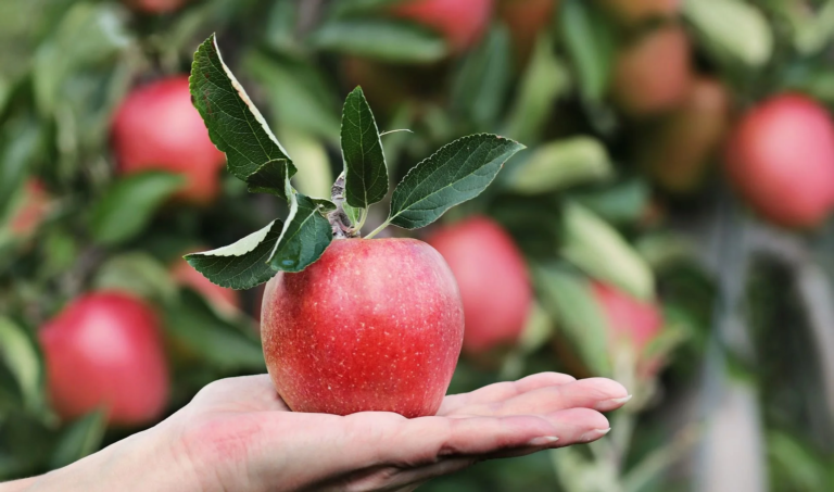 pomme rouge