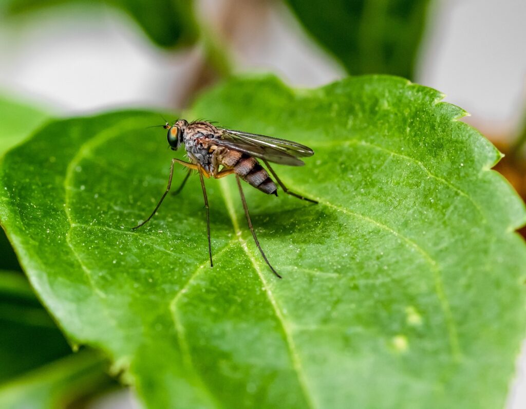 moustique sur feuille verte