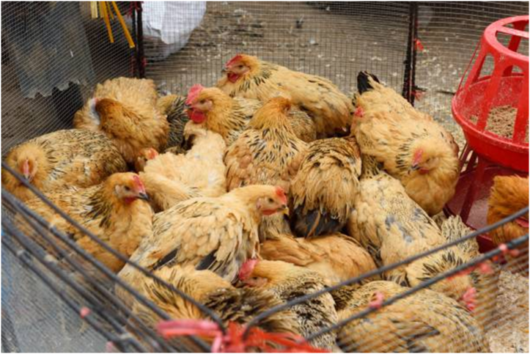 poule
