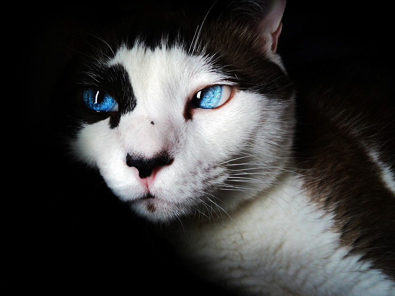 siamese-gdb9f77c05_1280