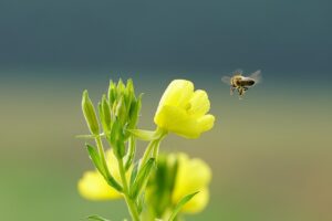 fleur abeille printemps